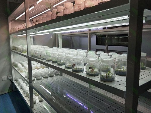 香格里拉植物组织培养实验室设计建设方案